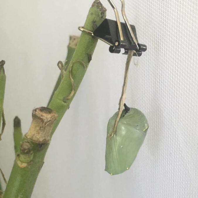 Hanged Man Sort Of.jpg